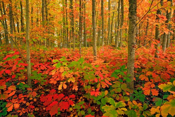 Autumn Forest
