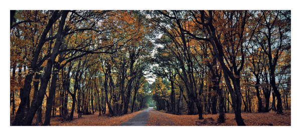 Macin mountains autumn forest