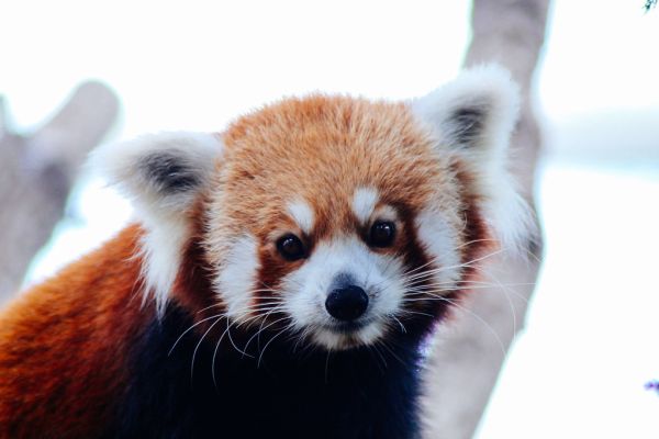 Red Panda @ Singapore River Safari