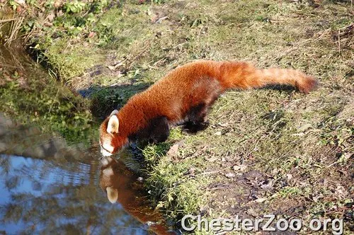 Red Panda