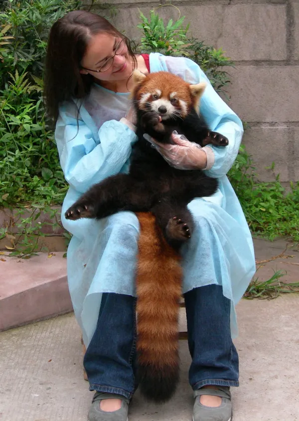 Red Panda 2