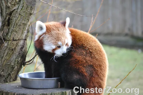 Red Panda