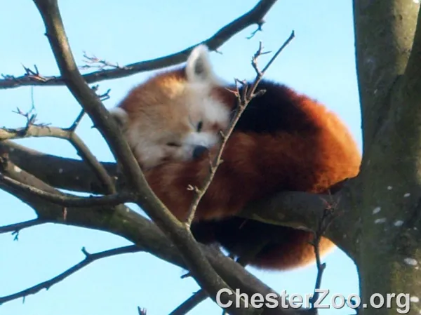 red panda