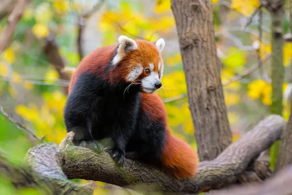 Red Panda
