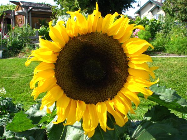 Sunflower