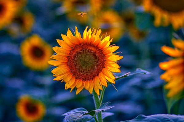 Sunflower
