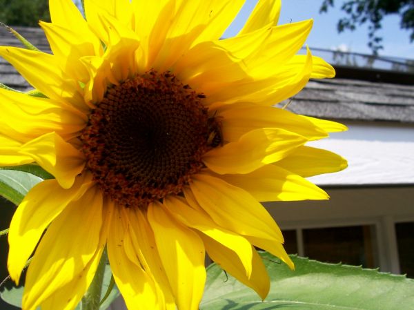 Sunflower